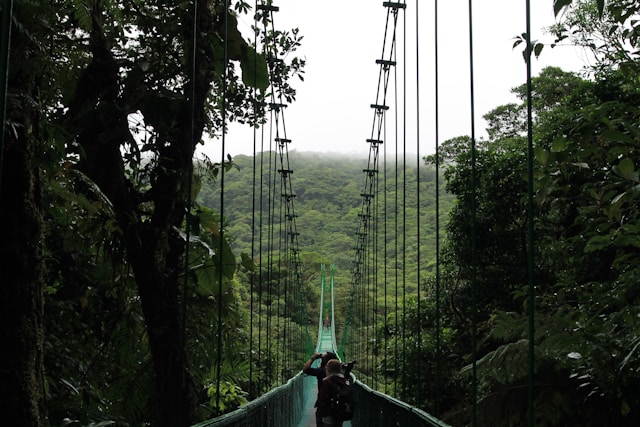 Rainforest Trails & Hanging Bridges