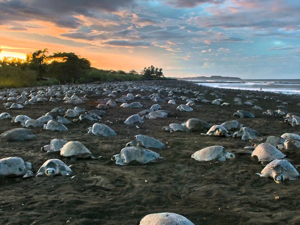 Playa Avellanas
