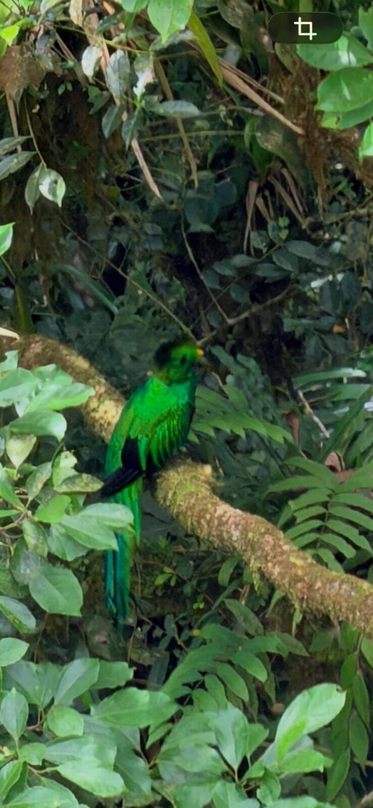 Monteverde Cloud Forest