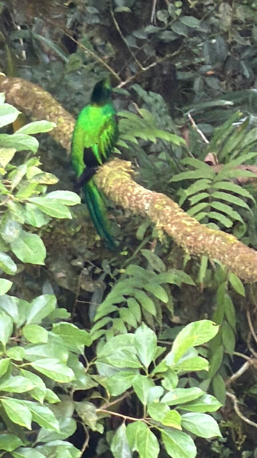 Monteverde Cloud Forest