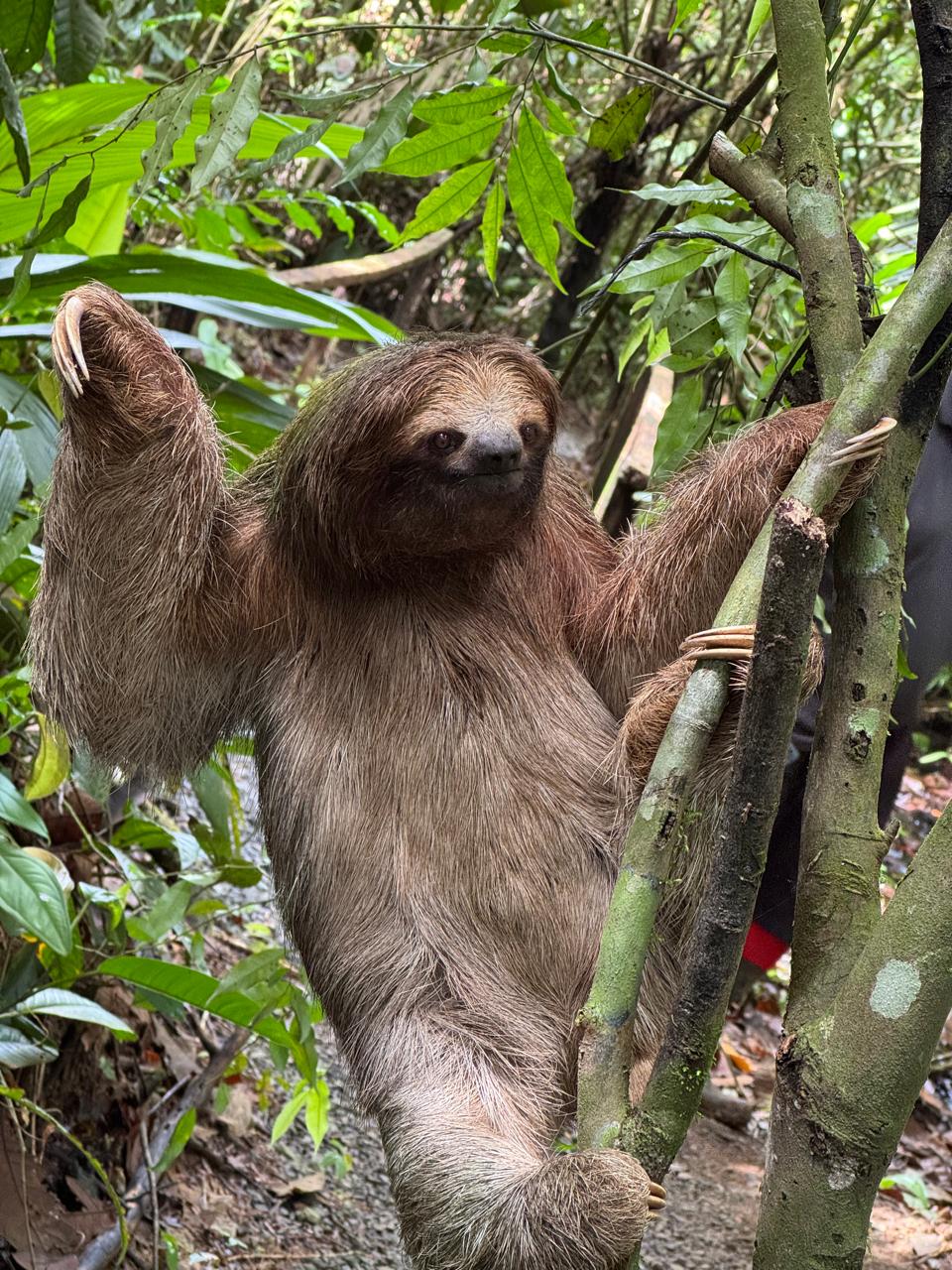 Wildlife