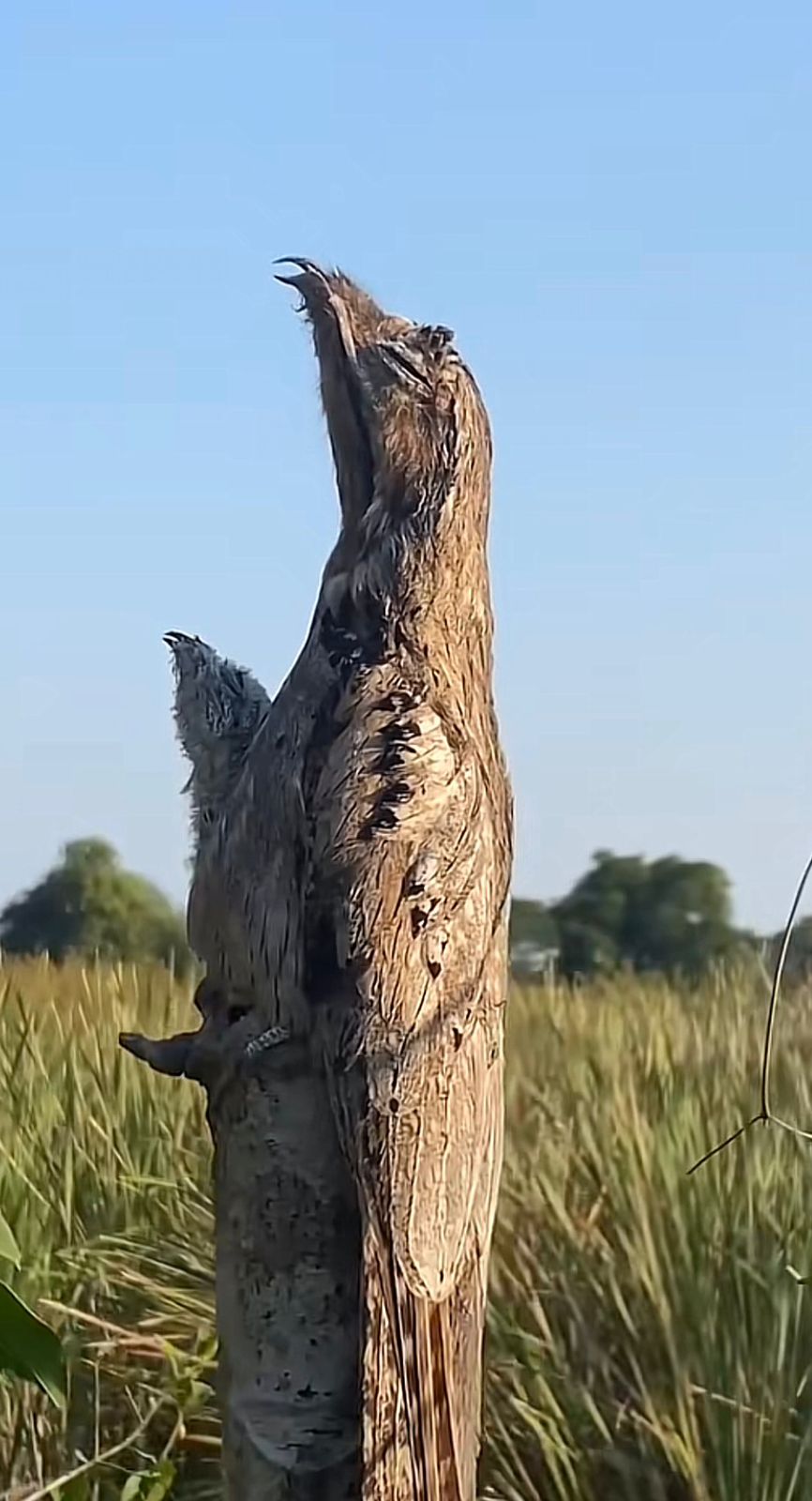 Birds
