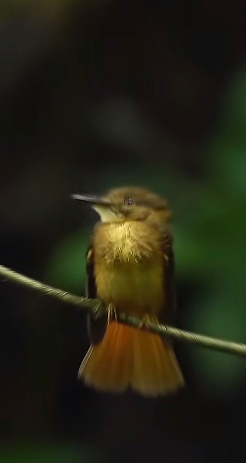 Birds