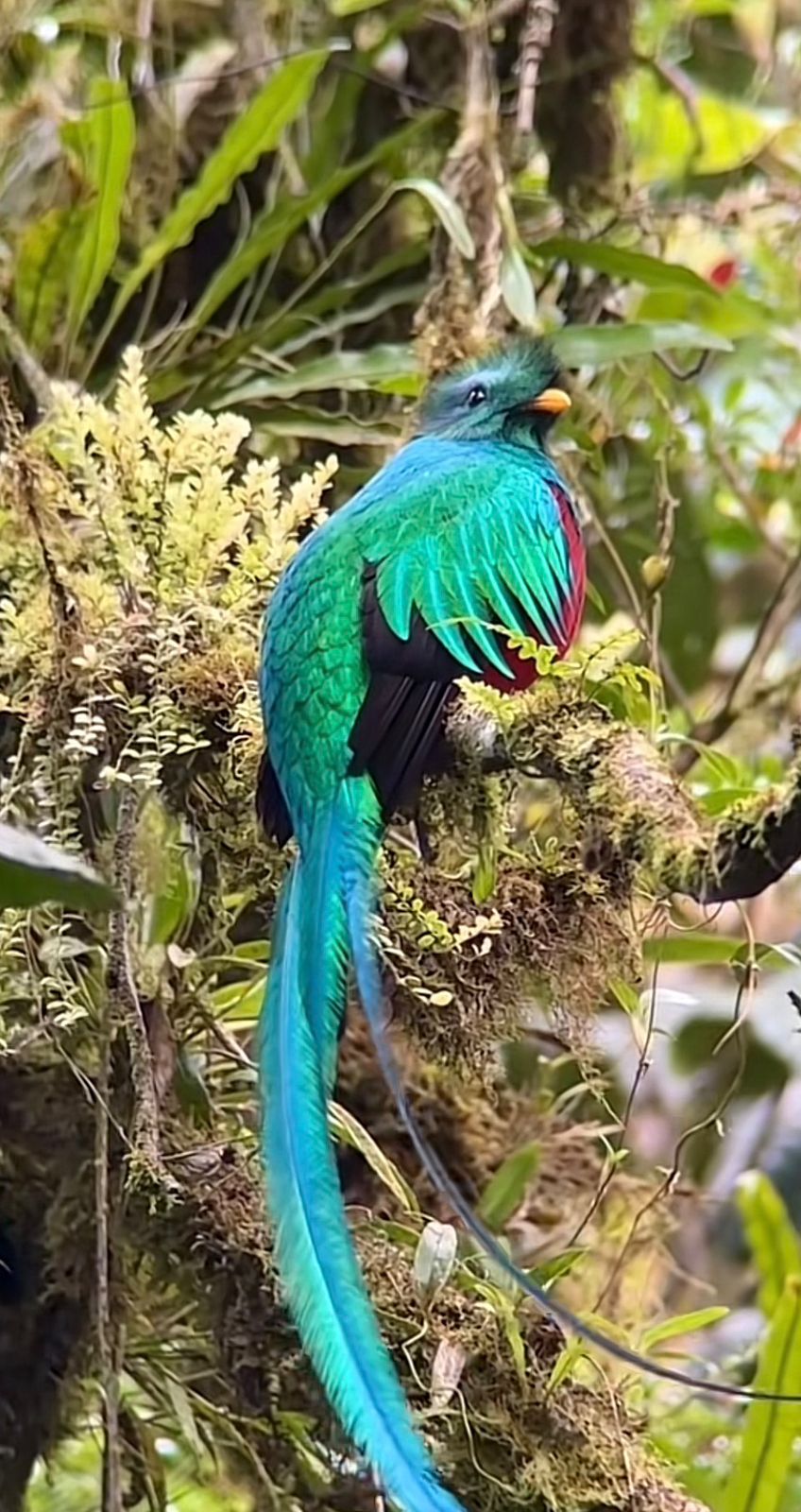 Birds