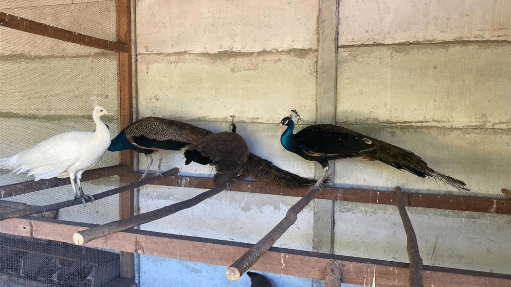 Birds