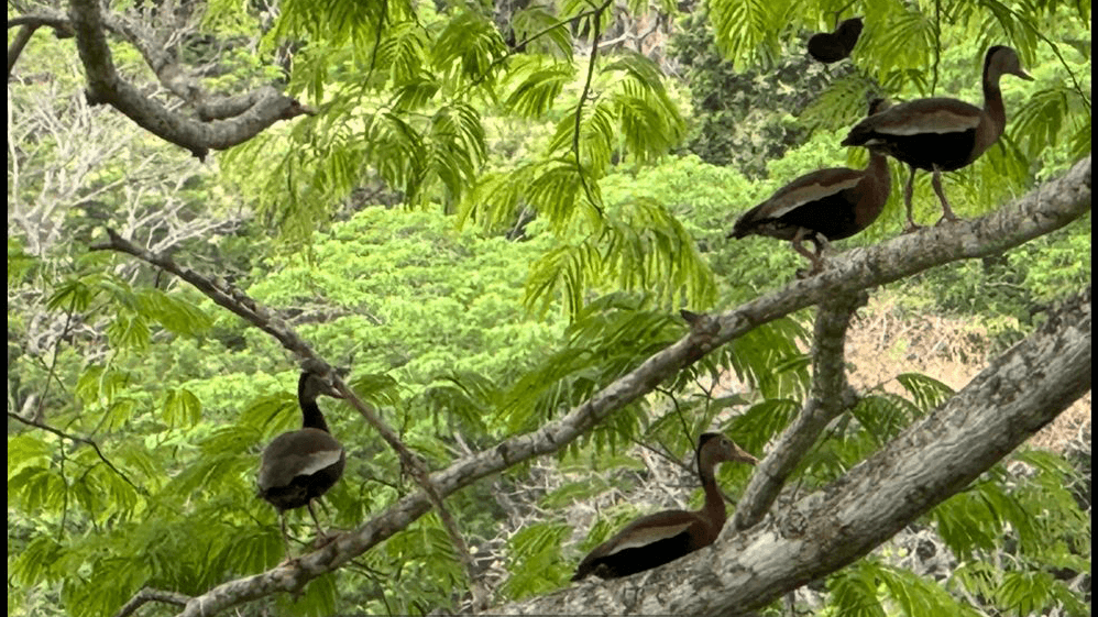 Birds