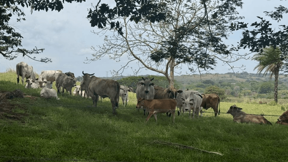 Wildlife