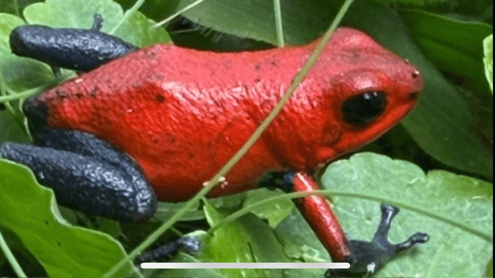 Wildlife