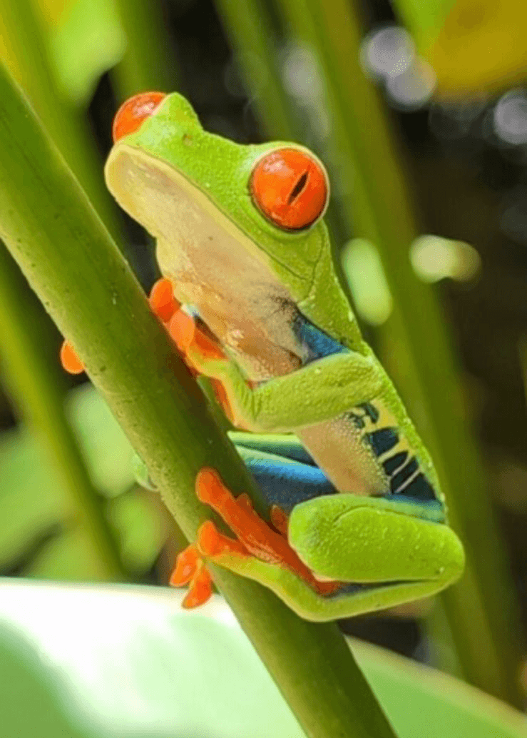Wildlife