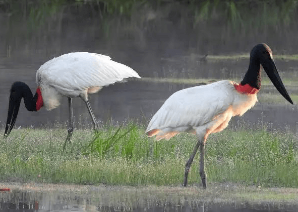Birds