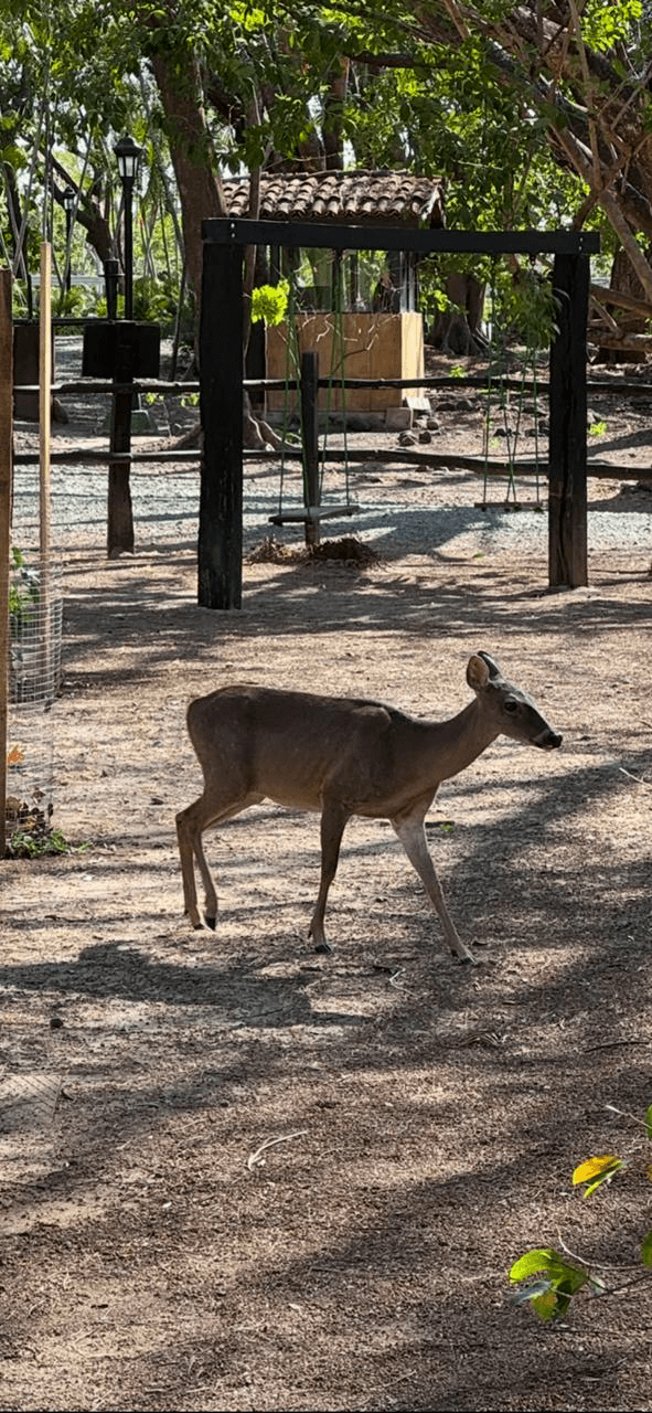 Wildlife